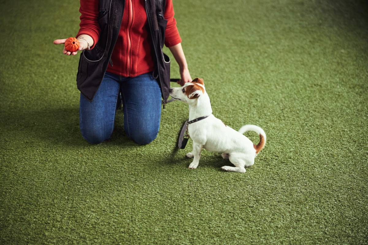 ducateur canin tout savoir sur le m tier Emploi
